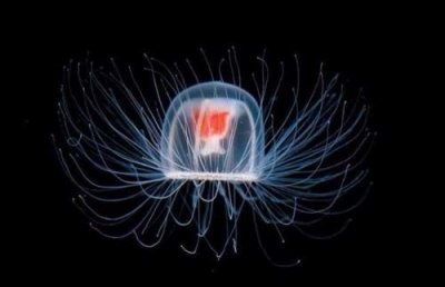 ​灯塔水母是否真的可以涅槃永生？