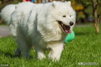 ​想养雪橇犬？三个常见品种要认识　外形性格怎分辨？