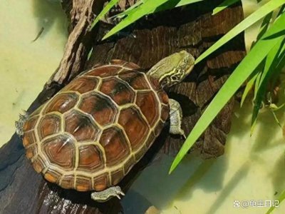 ​10种最适合家养的乌龟大盘点，你挑选哪一只？