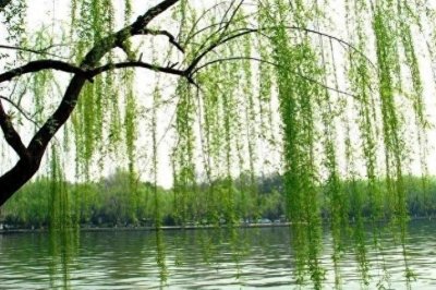 ​20首关于杨柳的诗词，首首经典，流传千古～