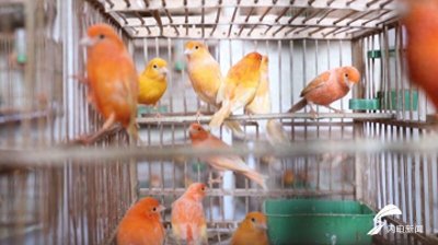 ​一对卖到上千元！德州夏津：小小白玉鸟孵出产业“致富经”