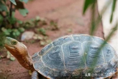 ​乌龟到底是在冬眠还是已经死了，这几个方法，带你迅速辨别