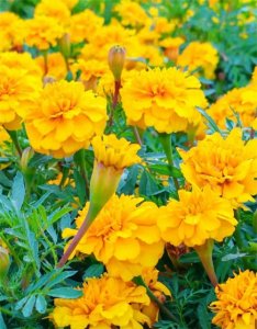 ​《赏花养眼》万寿菊：黄橙橙的花朵布满梢头，犹如太阳遗落的碎金