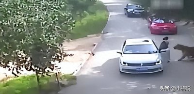 ​老虎吃人后为何一定要击毙？并非杀人偿命，而是不杀后患无穷