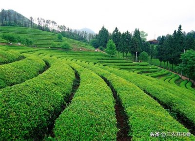 ​短、平、快；小型生态农场发展规划！