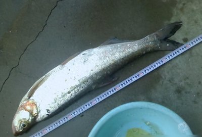 ​俗称翘嘴鱼，长相怪异离水即死，却出身名门，是历代皇室贡品