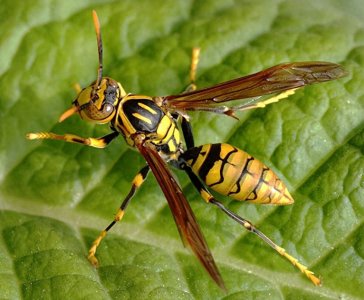 ​十大毒蜂 — 牛角蜂的致命袭击，生存智慧大揭秘！