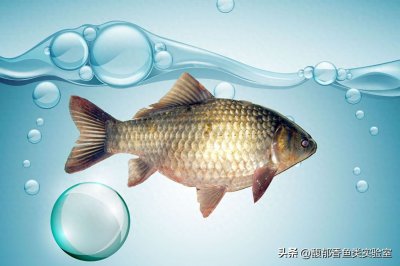 ​深秋钓鲫鱼的4句口诀，灵活多变是关键