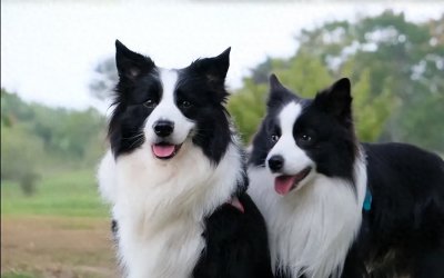 ​狗狗聪明排行榜前十名