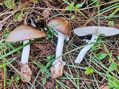 ​云南野蘑菇拾趣•鹅蛋菌（一种吃了会头晕但不致命的野蘑菇）