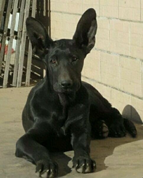 国产比特：中国本土培育最大型犬，一条墨界犬可单挑两只藏獒