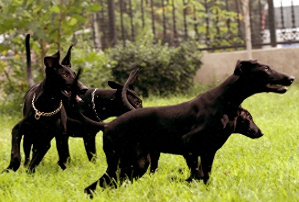国产比特：中国本土培育最大型犬，一条墨界犬可单挑两只藏獒