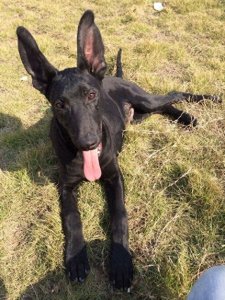 ​国产比特：中国本土培育最大型犬，一条墨界犬可单挑两只藏獒