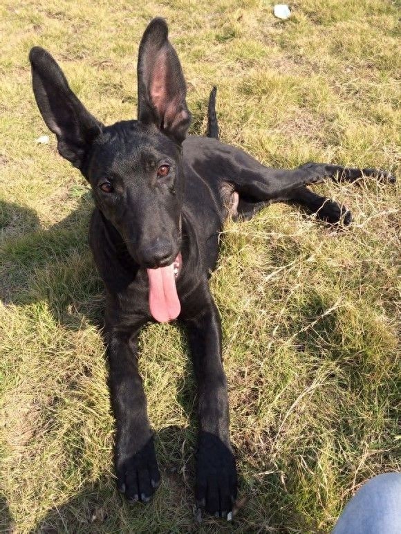 国产比特：中国本土培育最大型犬，一条墨界犬可单挑两只藏獒