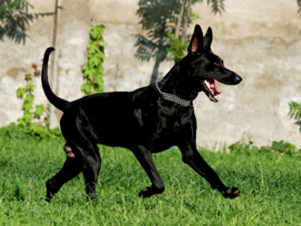 国产比特：中国本土培育最大型犬，一条墨界犬可单挑两只藏獒