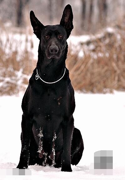 国产比特：中国本土培育最大型犬，一条墨界犬可单挑两只藏獒