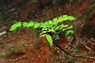 ​阔叶十大功劳丨浑身是宝的药用三观植物