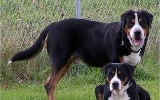 中国山犬，国产版高加索