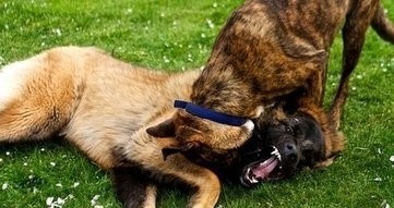 中国山犬，国产版高加索