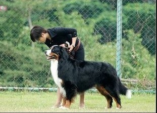 中国山犬，国产版高加索