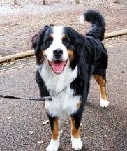 中国山犬，国产版高加索