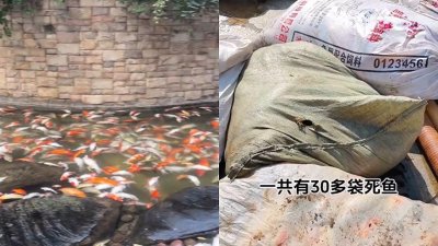 ​大量锦鲤一夜之间死亡后续，警方通报 网友：或是人为投毒 太阴暗了