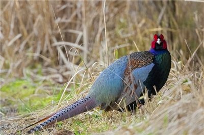 ​美国的国鸟是鹰，日本的是绿雉，中国的国鸟是啥？却鲜有人知