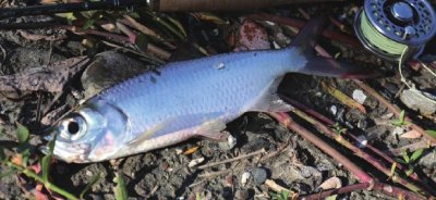 ​海鲢鱼：体长可达1.2米的海中大鱼，是垂钓者的最爱