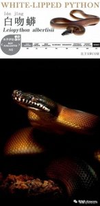 ​蛇中“幽灵”-白吻蟒