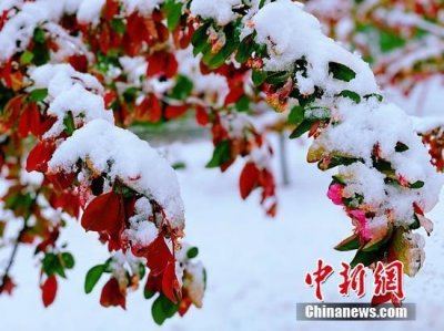 ​河南北部部分地区降雪 雪景图美不胜收