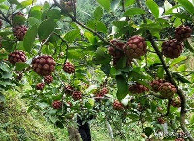 ​野果子走红？号称一斤30元，市场上却难见到，果农：种了没人要