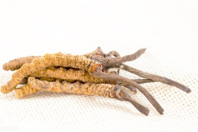 ​虫草的五种最佳吃法「兰青生物」