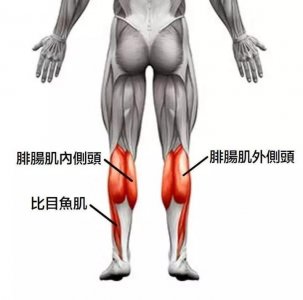 ​令你小腿变粗的肌肉-比目鱼肌