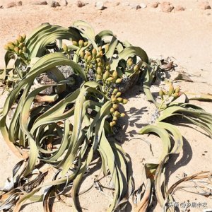 ​植物界的活化石——百岁兰