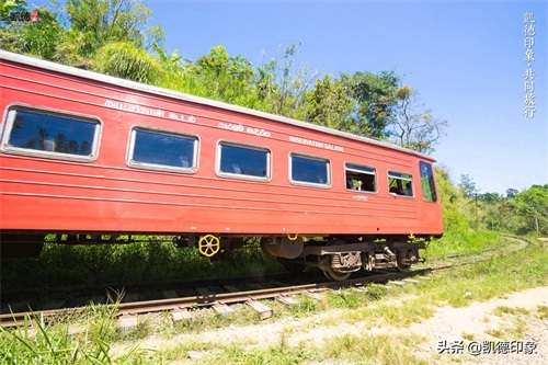 世界闻名的锡兰红茶，原来是从中国引种过去的