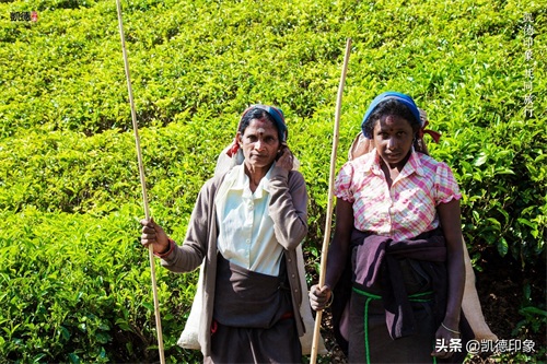 世界闻名的锡兰红茶，原来是从中国引种过去的