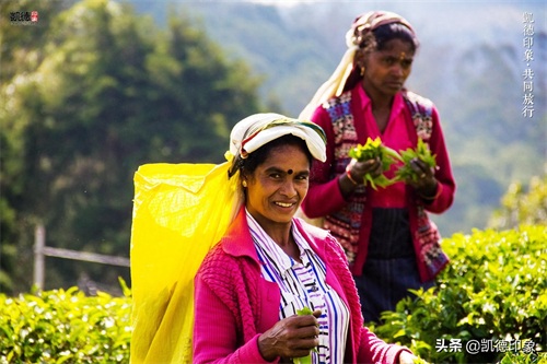 世界闻名的锡兰红茶，原来是从中国引种过去的