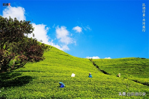 世界闻名的锡兰红茶，原来是从中国引种过去的