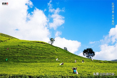 世界闻名的锡兰红茶，原来是从中国引种过去的