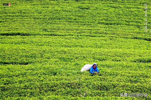 世界闻名的锡兰红茶，原来是从中国引种过去的