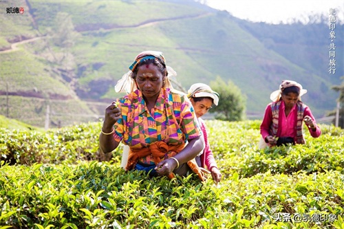 世界闻名的锡兰红茶，原来是从中国引种过去的