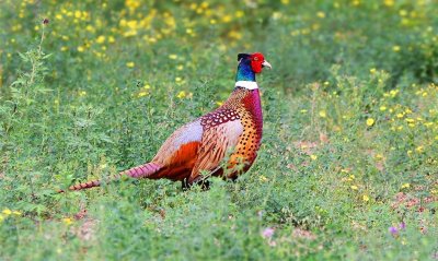 ​新奇的特种养殖您感兴趣吗？