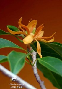 ​黄兰（木兰科·含笑属常绿植物）