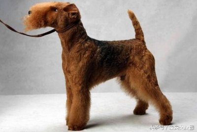 ​最全狗狗分类，梗类犬详细介绍及图片展示