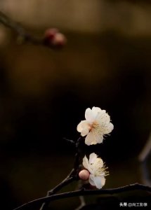 ​花卉摄影：梅花中的珍品——龙游梅
