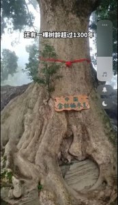 ​中国最值钱的三种珍稀树木：