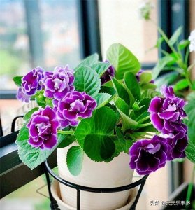 ​家里阳光不足？这10种喜阴花能让你的客厅瞬间焕发活力，你知道吗