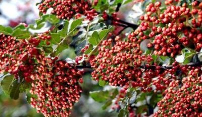 ​现在种植花椒树前景如何