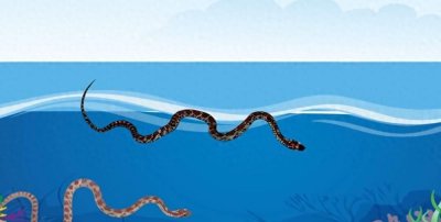 ​海蛇：深海中的幽灵猎手