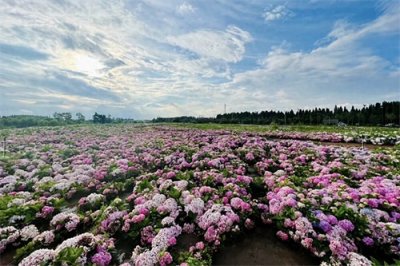 ​满“呈”“杏”福在哪里？呈贡百场活动等着你